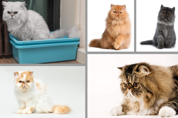 Cores de gato Persa