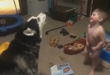Cachorro e bebê disputam quem uiva mais alto e vídeo viraliza