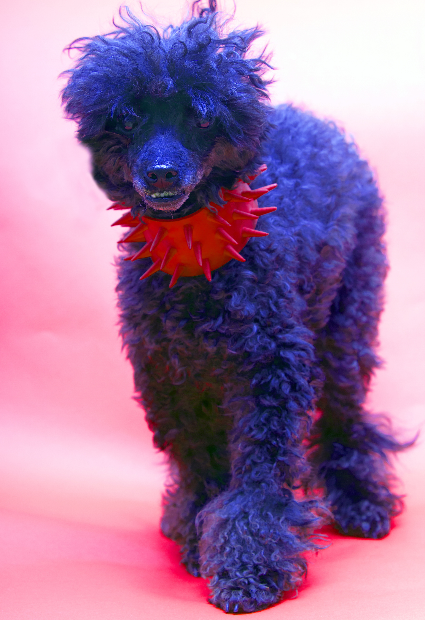 Poodle Acessórios Poodle colorido com um colar vermelho de espinhos
