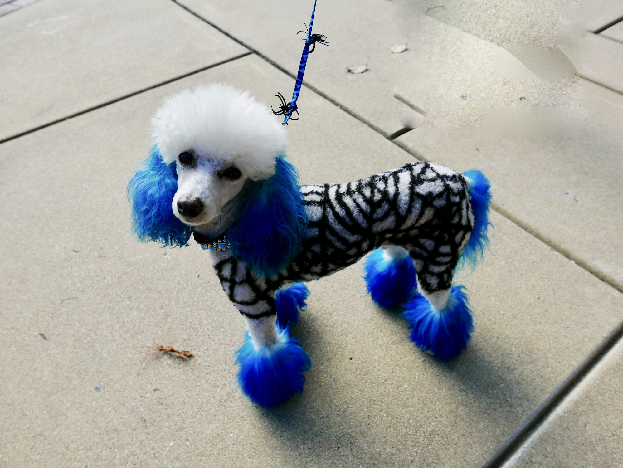 Poodle tosa temática Poodle tosa temática de aranha