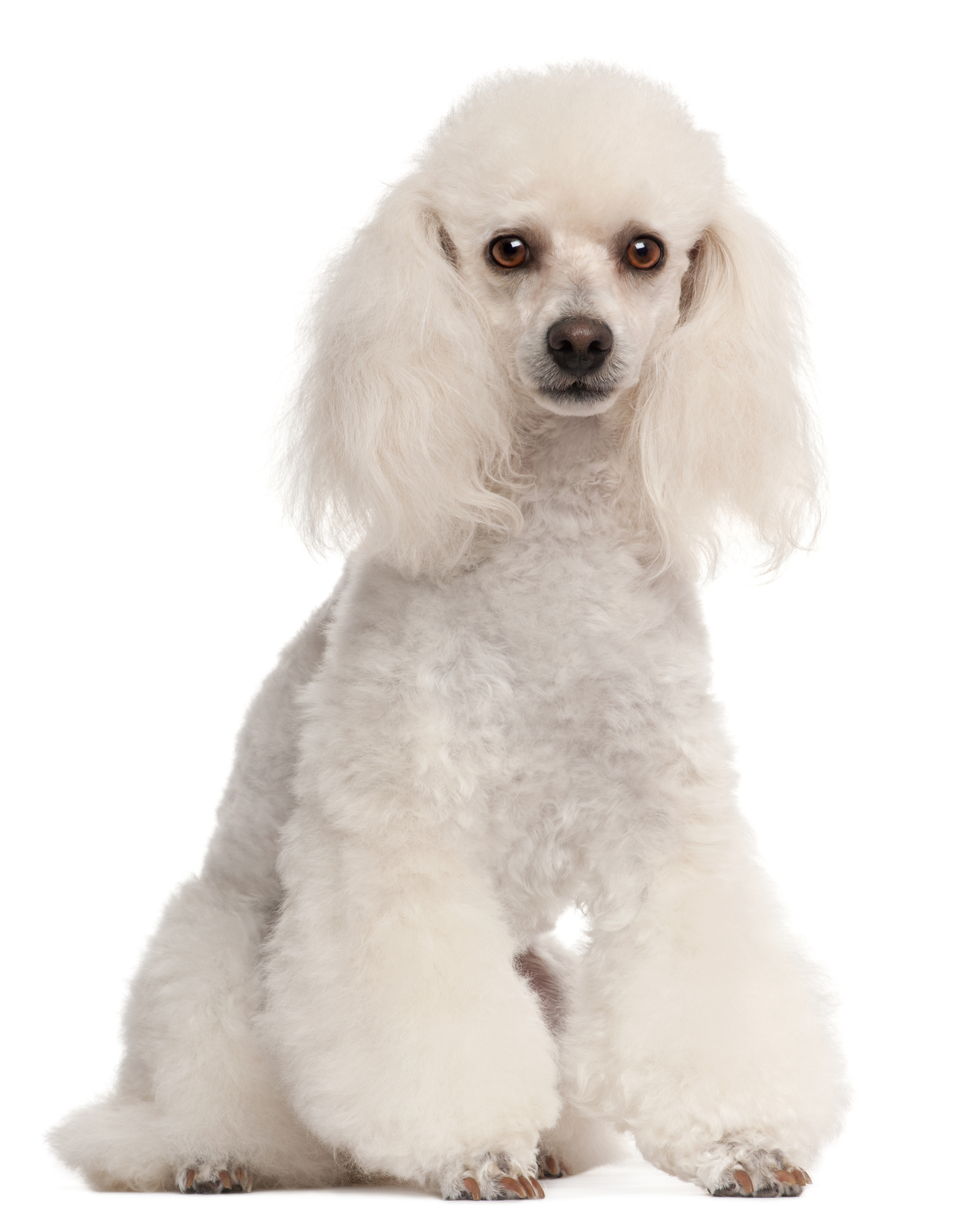 Poodle Tosa holandesa Poodle Tosa holandesa