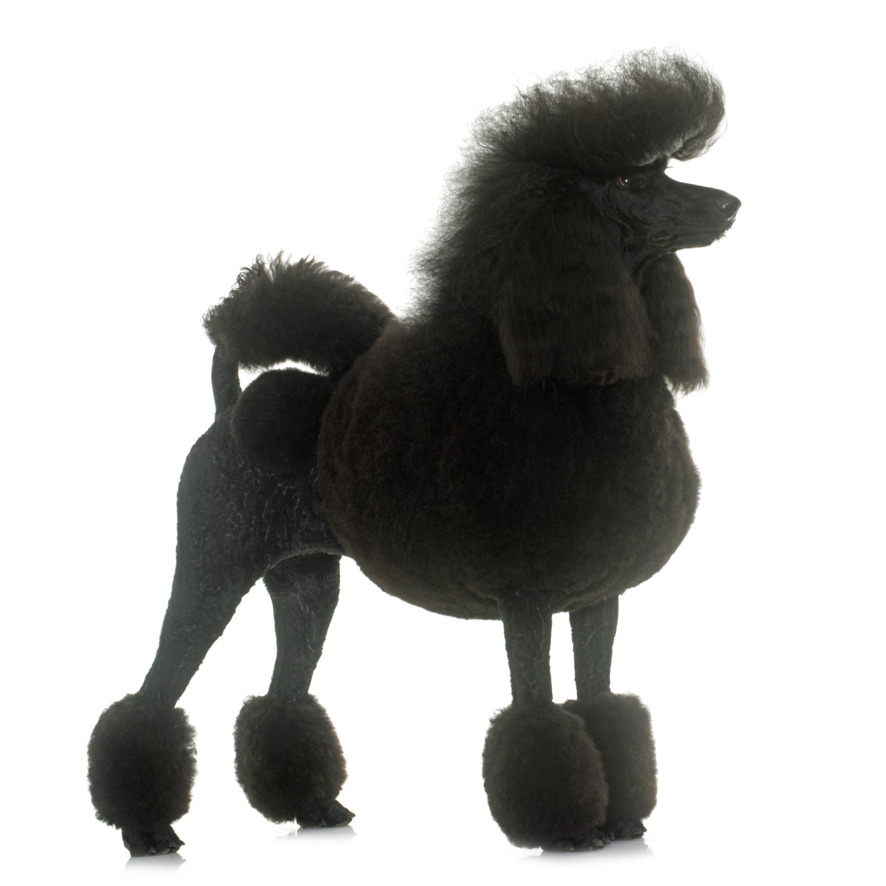 Poodle Tosa Leão ou Pompom Poodle Tosa Leão ou Pompom