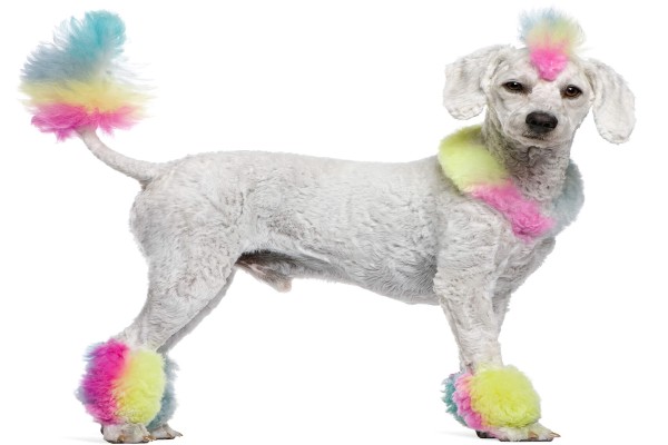 Tipos de tosa de Poodle