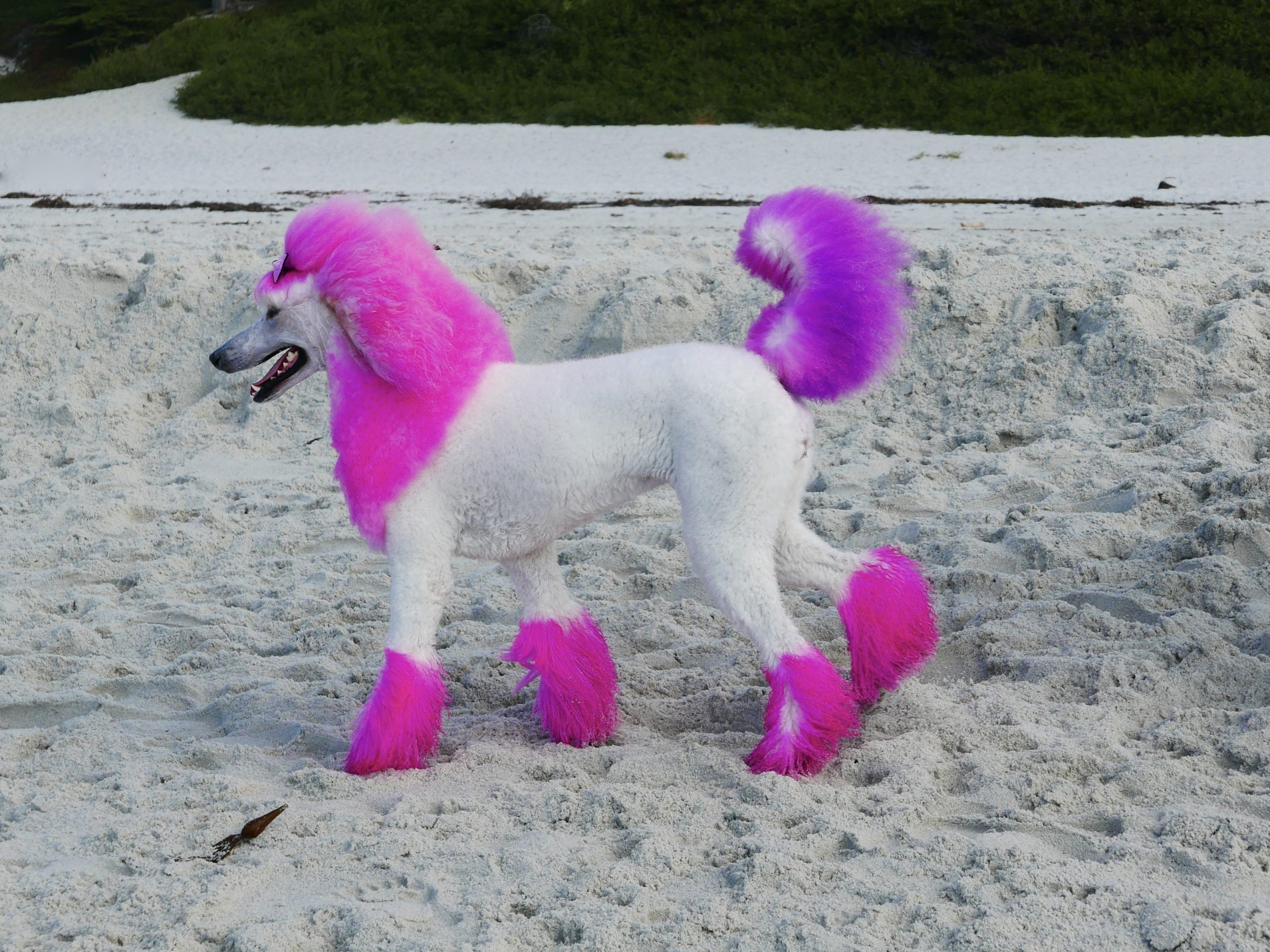 Poodle com pelagem colorida rosa e roxa