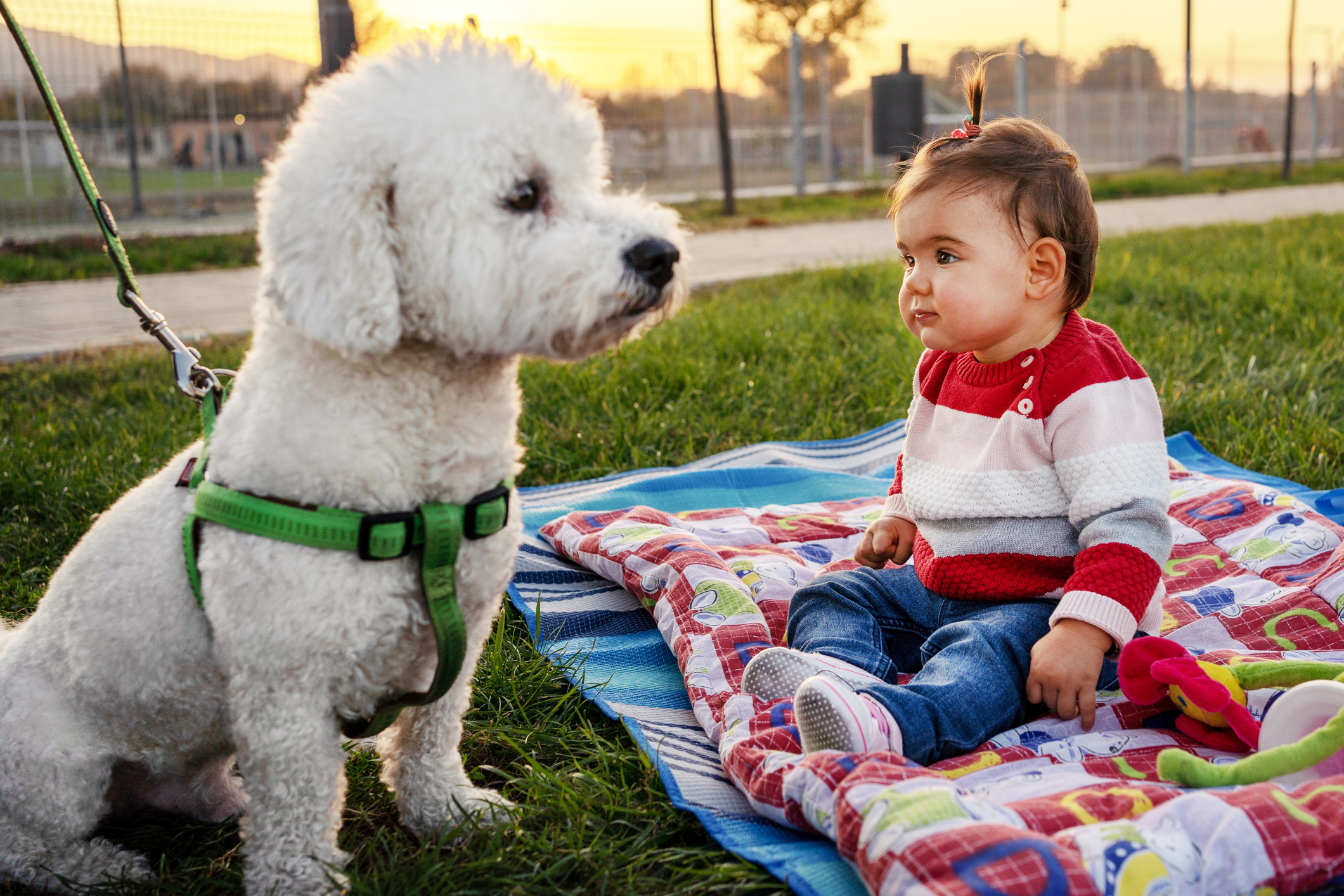 Poodle Tosa verão Poodle Tosa verão ao lado de um bebê