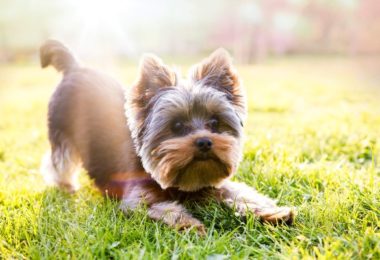 Temperamento do Yorkshire Terrier