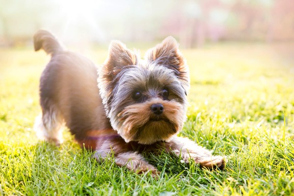 Temperamento do Yorkshire Terrier