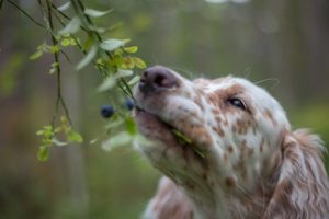 cachorro comendo blueberry direto da árvore