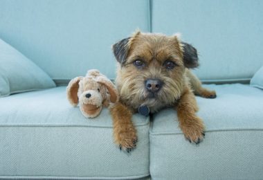 Quatro cães de pequeno porte raros no Brasil