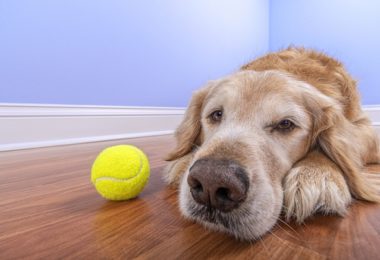 Porque você não deve mudar a rotina do seu cão durante a quarentena