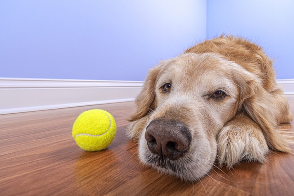 Porque você não deve mudar a rotina do seu cão durante a quarentena