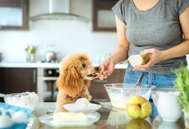 Cães podem comer pera?