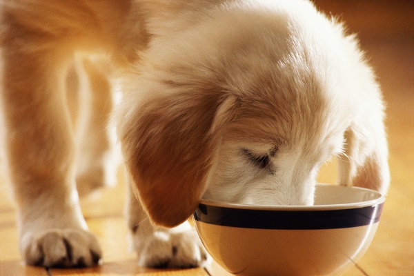 Os cães podem comer peru?