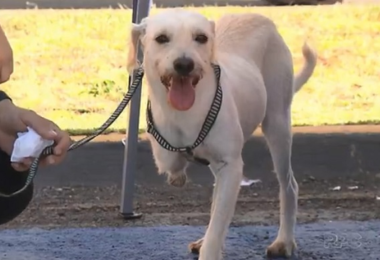 Menino deficiente adota cão sem uma pata