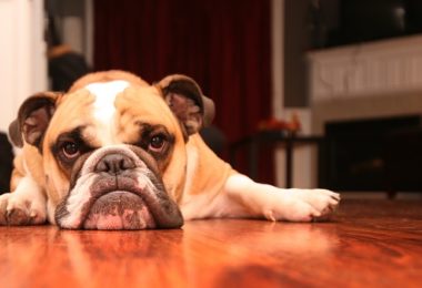 Cinco sinais que podem indicar estresse nos cachorros