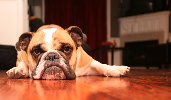 Cinco sinais que podem indicar estresse nos cachorros