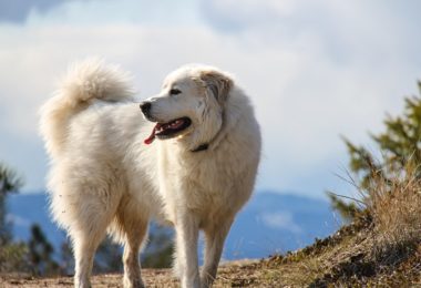 Três cães de grande porte raros no Brasil