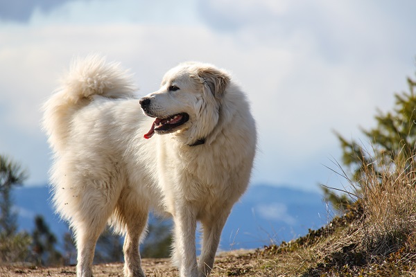 Três cães de grande porte raros no Brasil