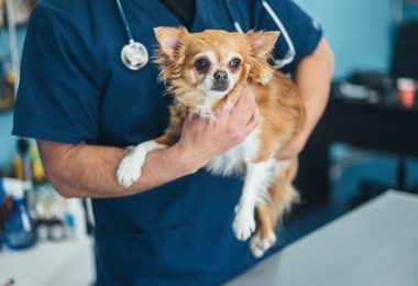 Raças de cães com maior expectativa de vida