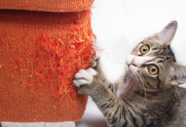 Como lidar com gatos destruidores?