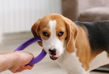 Cinco opções de mordedores para cães de pequeno porte