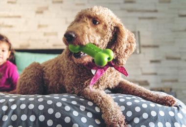 Seis opções de mordedores para cães de médio porte