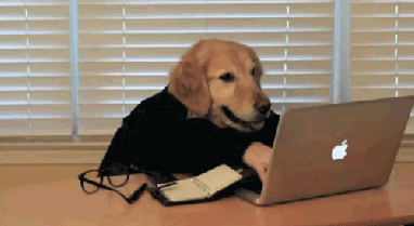 Cao-digitando-Petlove