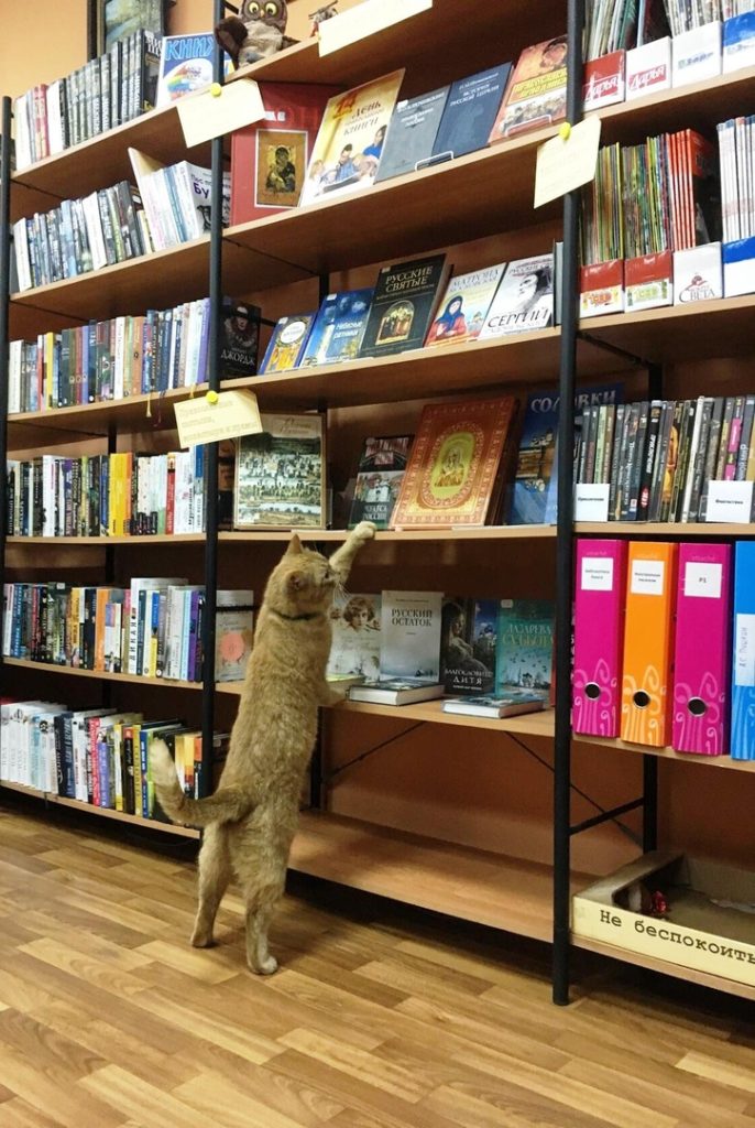 Gato é contratado por biblioteca na Rússia Gato é contratado por biblioteca na Rússia