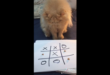 Petlove entrevista mãe de gato que viralizou brincando de jogo da velha