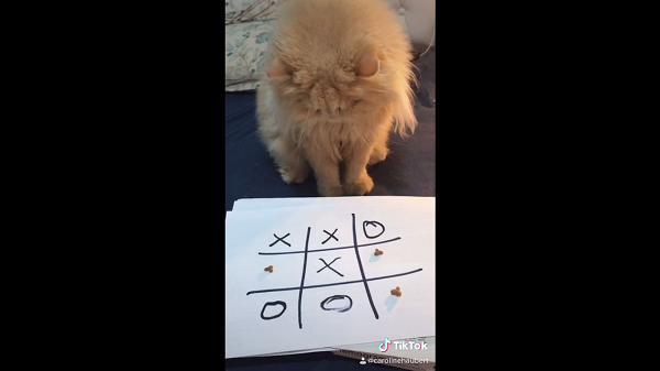 Petlove entrevista mãe de gato que viralizou brincando de jogo da velha