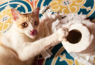 Gatos destruidores: o que pode fazer o pet agir assim?