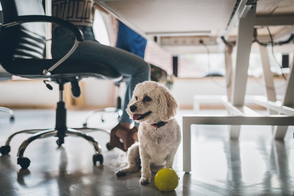 Pesquisa revela que brasileiros querem pets no trabalho