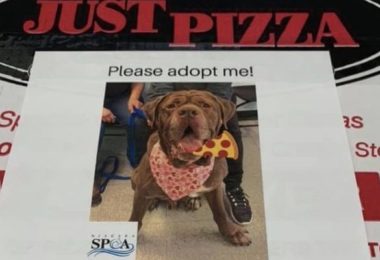 Pizzaria faz campanha para cachorros serem adotados