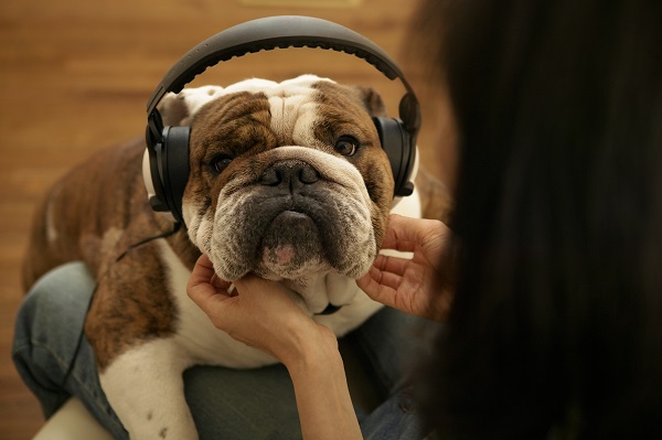 Podcast Petlove: médico veterinário de animais silvestres fala sobre o novo coronavírus