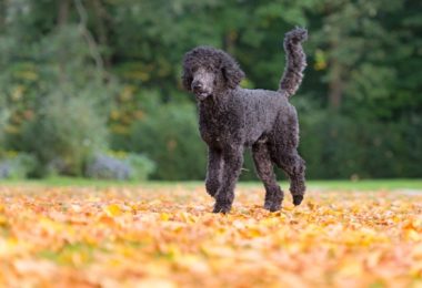 Poodle Gigante – Principais doenças