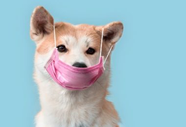 Como manter o pelo do seu cão saudável durante a quarentena