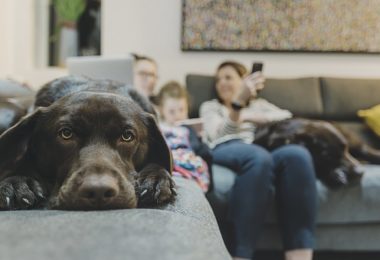 Calculadora revela idade 'real' de cães e a idade 'canina' dos