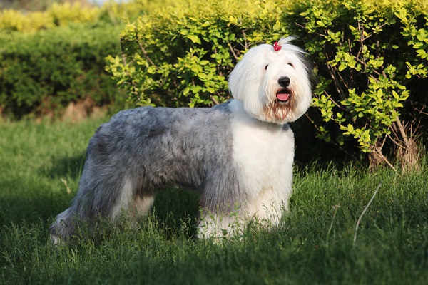 Old English Sheepdog - Saúde Animal