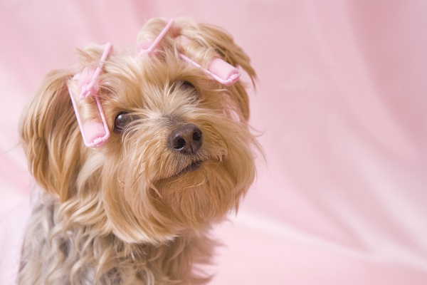 Quatro cães pequenos raros no Brasil