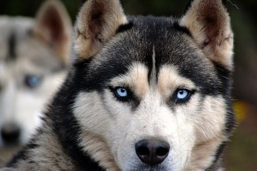 Cachorro lobo é uma raça? Saiba mais