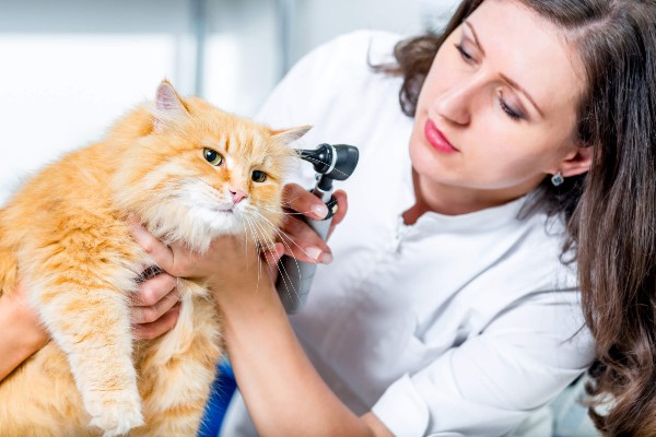 Quatro motivos para seu gato ser atendido por um médico veterinário em casa