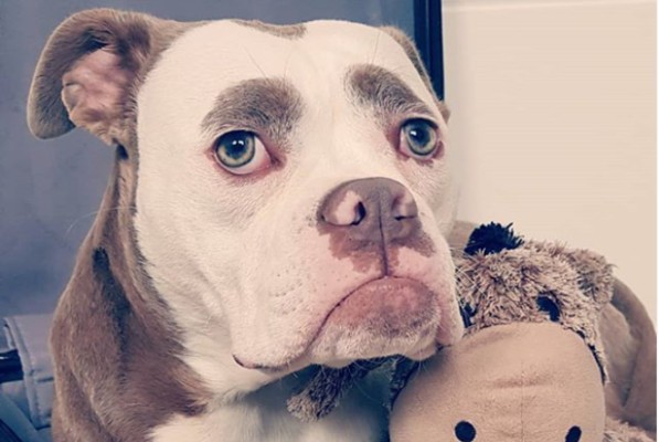 Com cara de triste, cadela faz sucesso com seus seguidores