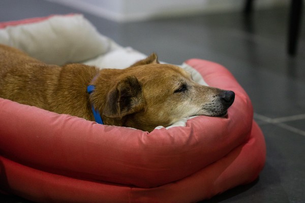 Quatro indícios de que seu pet pode estar com artrite