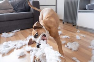 Cachorro pelucia brincando