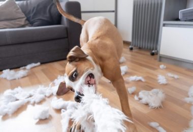 4 pelúcias mais resistentes para cães