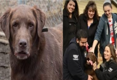 Família reencontra cachorro depois de cinco anos