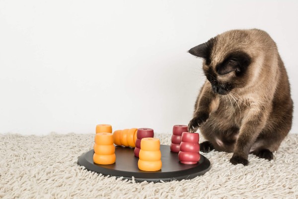 Cuidado dos gatos: O que há de novo? Brinque e faça exercícios Jogos  divertidos para exercitar seu gato