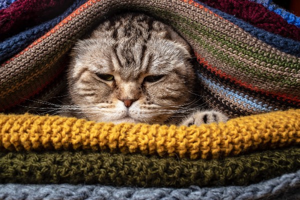 Gripes e resfriados em gatos