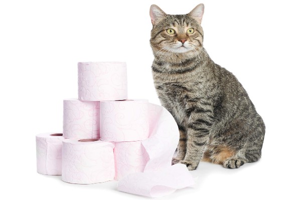 Entenda o desafio do papel higiênico com cães e gatos