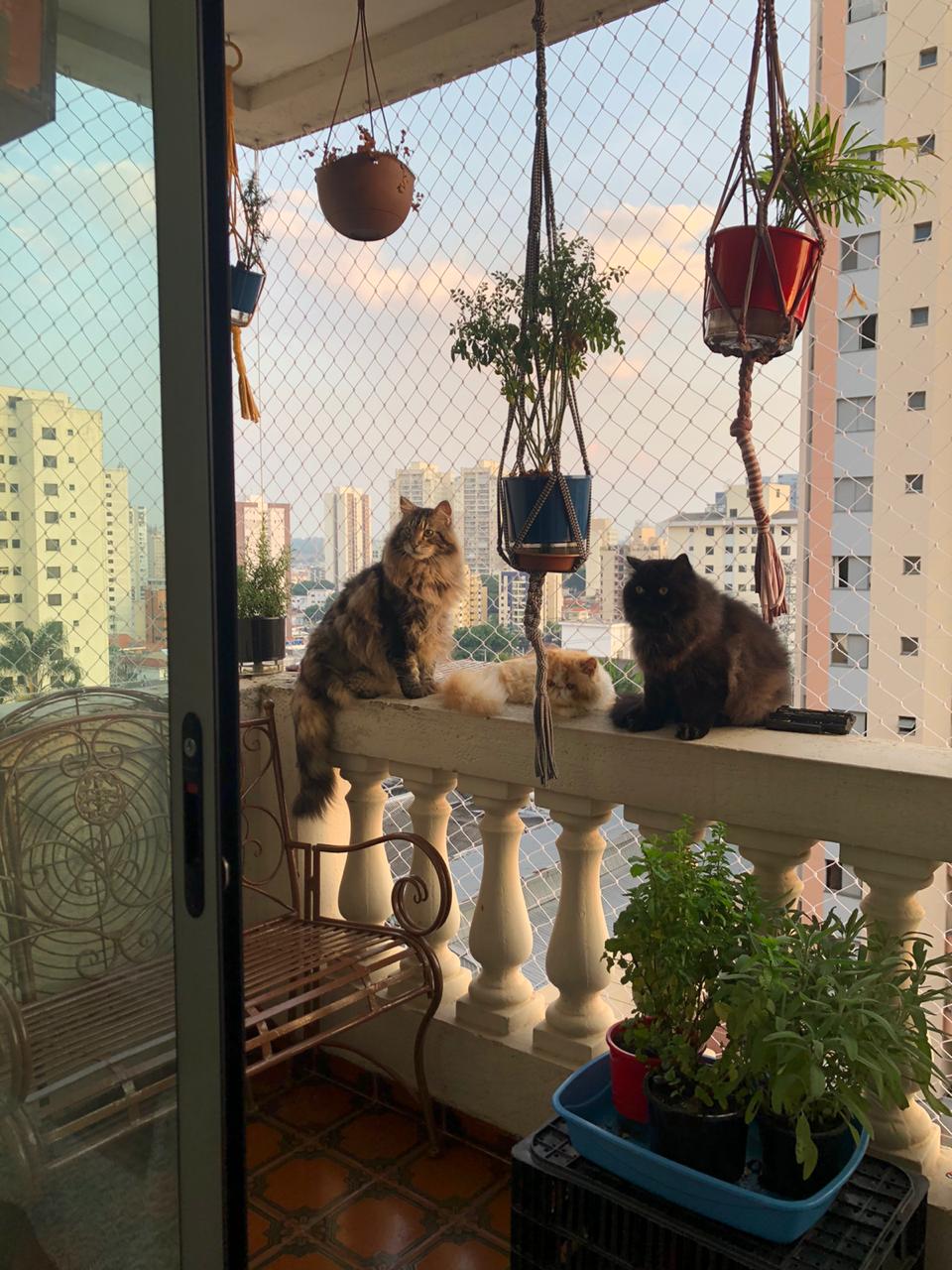 Atendimento-domicilio-Petlove